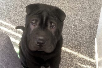 Man jailed after stabbing his puppy to death with kitchen knife then lying to vets as court bans him from owning animals for life after shocking cruelty case.