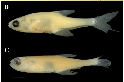 Scientists discover two tiny Amazon fish species with a bizarre disc-like skin flap, challenging ideas about evolution and highlighting the rainforest’s fragile biodiversity.
