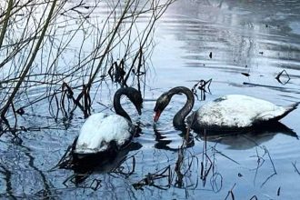 Swans covered in oil after someone poured it into Rushcliffe pond in Nottingham - protected birds need multiple baths to remove toxic substance. Wildlife sanctuary horrified.