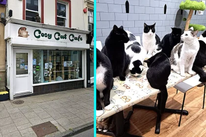 Cosy Cat Cafe in Herne Bay forced to close after 7 years due to soaring costs - 16 moggies need new homes. Emotional customers offer to adopt cats.