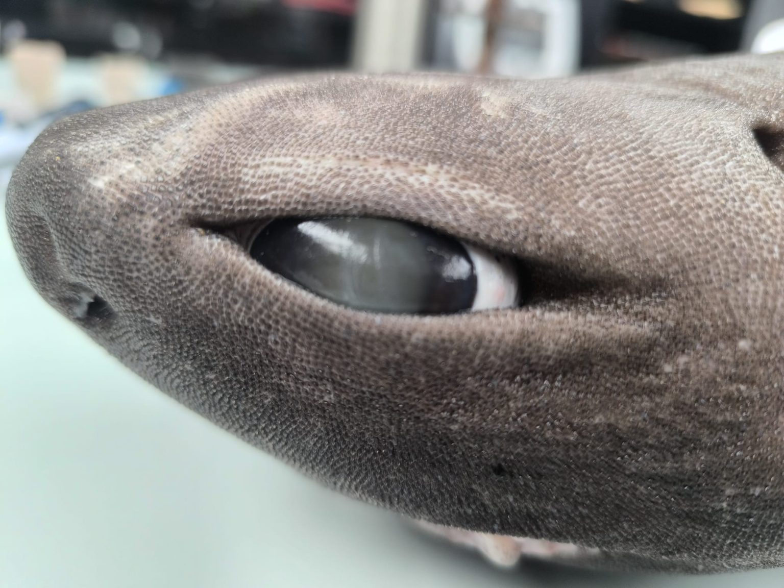 Bizarre deep-sea dragon shark washes up on tourist beach | Need To Know
