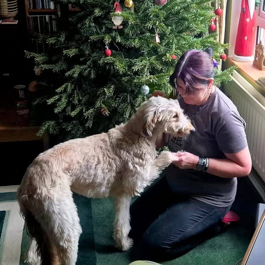 Britain's most unloved dog Teddy found dumped on Maidstone roundabout finally finds home after 2.5 years. Gaz and Wendy visited 15 times before adopting traumatised lurcher.