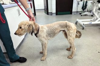 Britain's most unloved dog Teddy found dumped on Maidstone roundabout finally finds home after 2.5 years. Gaz and Wendy visited 15 times before adopting traumatised lurcher.