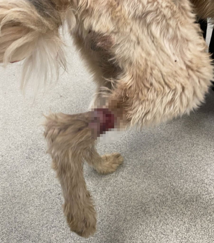 Britain's most unloved dog Teddy found dumped on Maidstone roundabout finally finds home after 2.5 years. Gaz and Wendy visited 15 times before adopting traumatised lurcher.