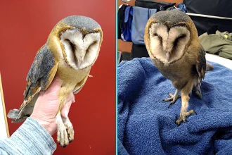 Critically-endangered barn owl discovered hopping in distress on Swedish farm near Stockholm dies after being found with crushed eye and shoulder injury. Euthanised.