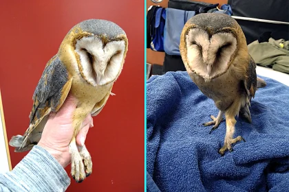 Critically-endangered barn owl discovered hopping in distress on Swedish farm near Stockholm dies after being found with crushed eye and shoulder injury. Euthanised.