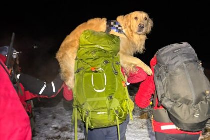 Hero volunteer carries disoriented dog down icy Peak District moor on shoulders - Glossop Mountain Rescue team saves scared mutt. Dog hero walks last meters.