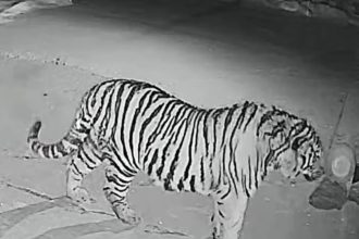 Giant Siberian tiger caught on CCTV storming Chinese village and devouring pet dog down to bones. Owner tracked paw prints through snow and found the bloody remains.