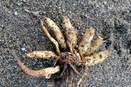 Deadly Dead Man's Fingers plants found on Bembridge beach, Isle of Wight - poisonous hemlock water dropwort looks like parsnips, fatal to humans and animals upon contact.