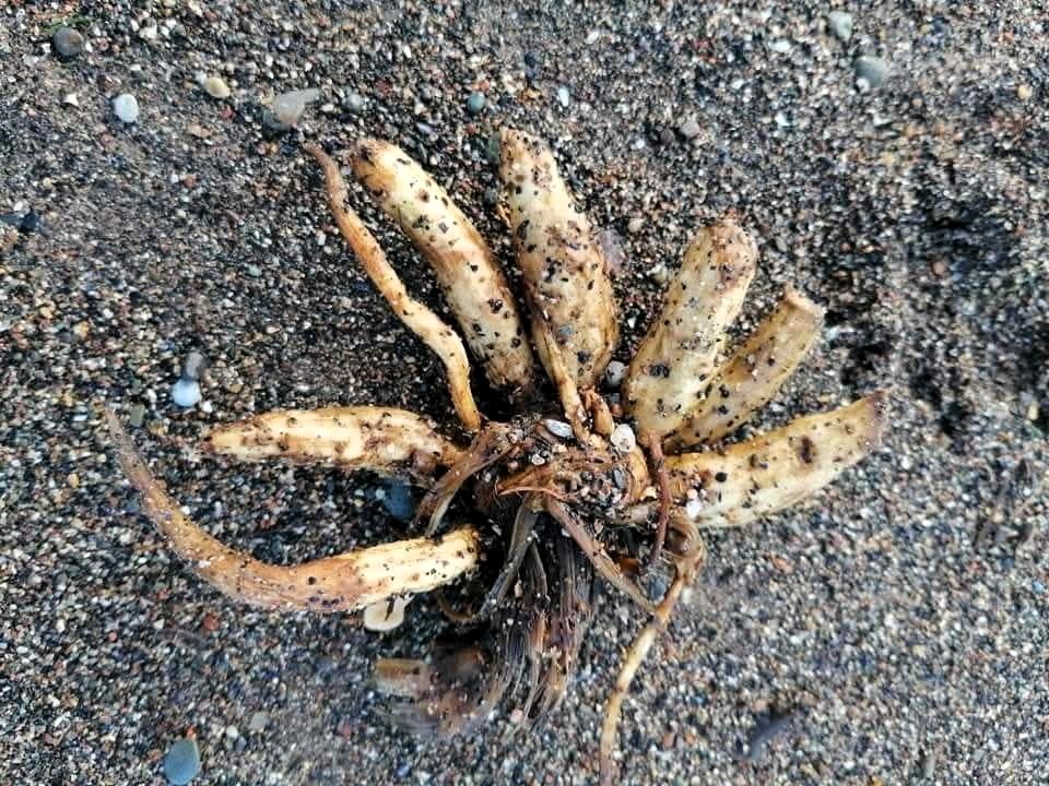 Deadly Dead Man's Fingers plants found on Bembridge beach, Isle of Wight - poisonous hemlock water dropwort looks like parsnips, fatal to humans and animals upon contact.