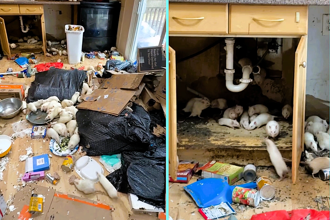 House condemned after being overrun with over 300 pet rats in Long Island, New York. Owner arrested. Rodents spilling from cabinets, many sick and injured.