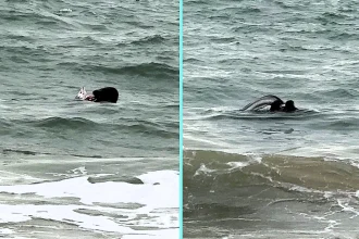 Chilled-out seal spotted skinning huge eel just yards off Bournemouth beach. Eyewitness James Lees watched it calmly playing with prey before eating it. Rare sighting.
