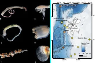Scientists discover hidden life 2.5 miles beneath Arctic at Freya Gas Hydrate Mounds. Shrimp, fish and sponges thrive in deep methane-rich underwater ecosystem without sunlight.