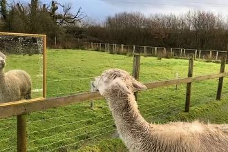 Lonely alpaca Giovanni gets mirrors after pen-mates died - Cornish sanctuary finds creative way to ease isolation until female alpacas arrive as companions.