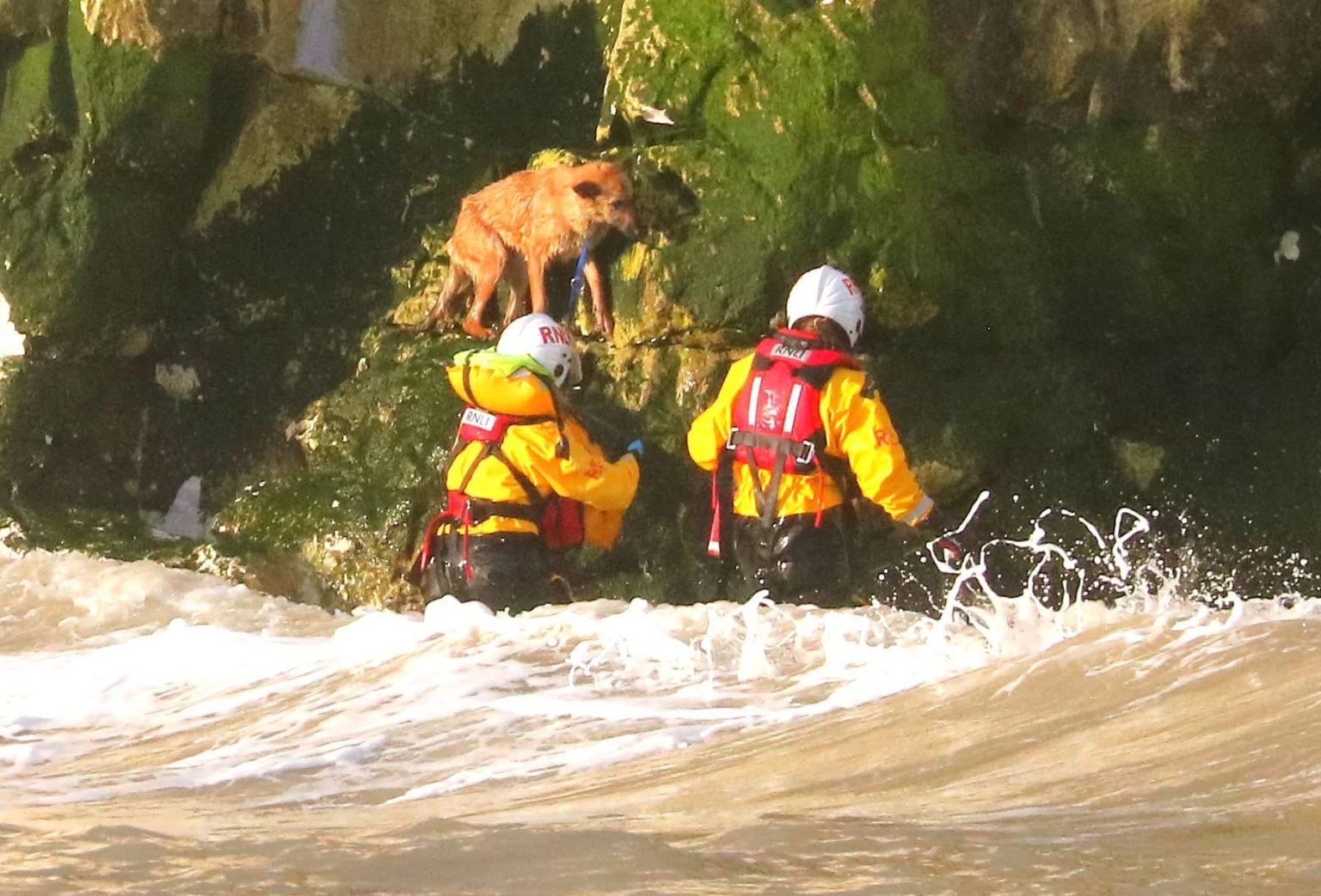 Soggy doggy plucked to safety after getting marooned on rocks as tide came in near Broadstairs, Kent. RNLI lifeboat crew rescued the Malinois Alsatian cross with minutes to spare.