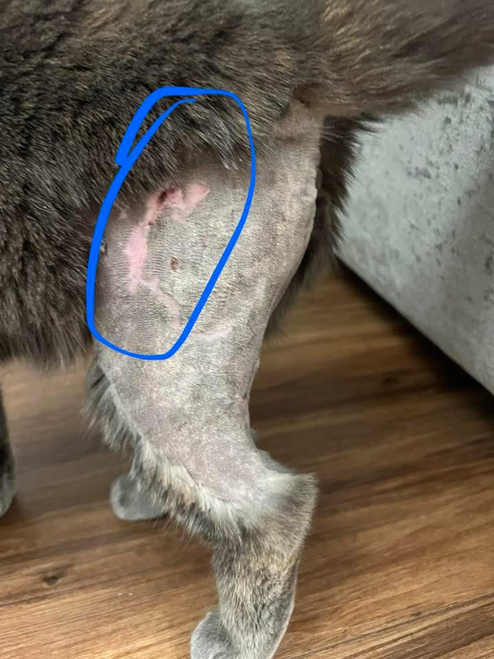 Family cat Nala savaged by suspected XL Bully dogs on doorstep in Canterbury - horrific attack caught on doorbell camera. Survivor found two days later needing MRI scan.