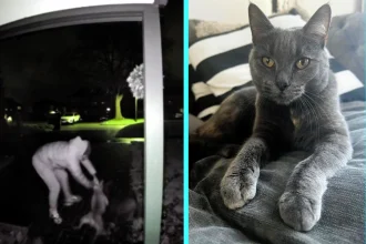 Family cat Nala savaged by suspected XL Bully dogs on doorstep in Canterbury - horrific attack caught on doorbell camera. Survivor found two days later needing MRI scan.