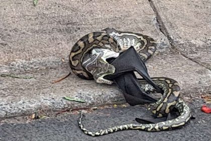 Python found devouring live bat in Coombabah Queensland garden. Homeowner shocked. Snake catcher Tim Hudson retrieved and relocated the beast after lunch - visible bulge.