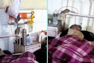 Rats spotted roaming hospital ward near patients' beds in Gonda, India. Viral video shows rodents on oxygen pipelines in orthopaedics unit prompting inquiry.