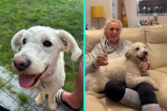 Stolen school therapy dog Mabel found in park after three-day search - 200 pupils distraught when Puli breed stolen from assistant head's home, reunited after social media appeal.