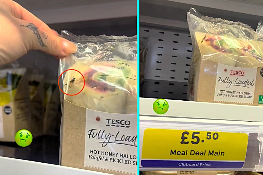 Shopper left disgusted after spotting large blue-eyed ensign wasp crawling inside Tesco meal deal wrap on shelf. The £4.50 item was immediately removed from sale.