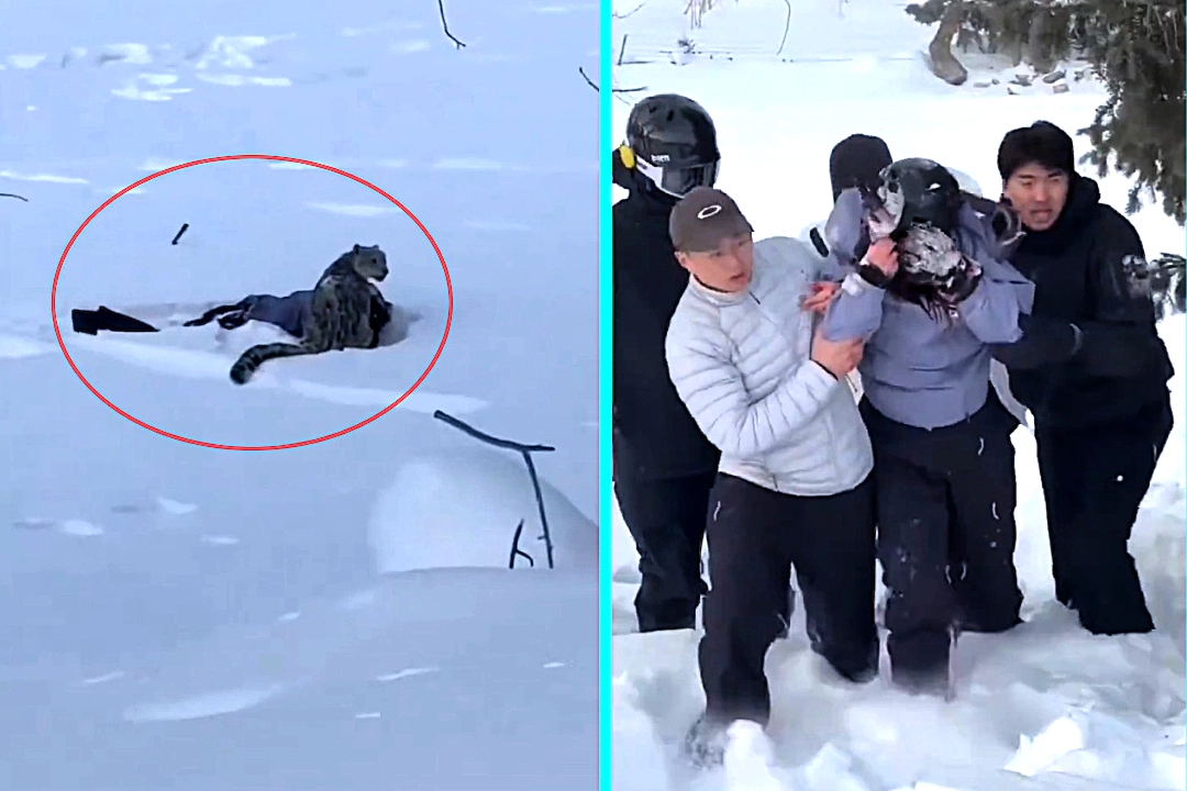 Skier mauled by snow leopard after getting within 10 feet for photo at Chinese resort - helmet saved her as leopard attacked face despite authority warnings.