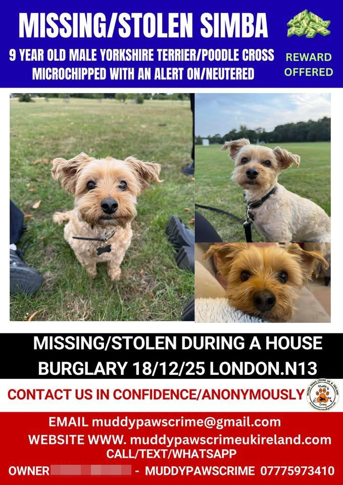 Teacher Eliz Yusuf is devastated after burglars ransacked her north London home and stole her beloved Yorkshire Terrier Poodle cross Simba, who was a 16th birthday gift.