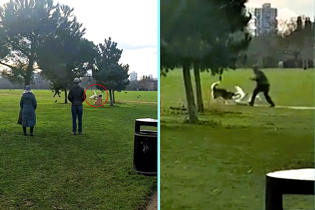 Three people forced to pull enraged husky off swan during shocking attack in Burgess Park, south-east London. Ricardo Bowen captured violent clash. Swan escaped shaken.