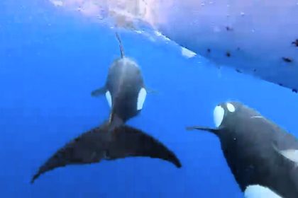 Three women rowing 3,000 miles across Atlantic stalked by killer whales that came within touching distance. Clare O'Reilly and crew captured orcas on camera.