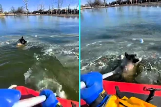 Dog that looked frozen alive after falling through icy lake in St Louis rescued by fire department in single-digit temperatures. Expected to make full recovery.