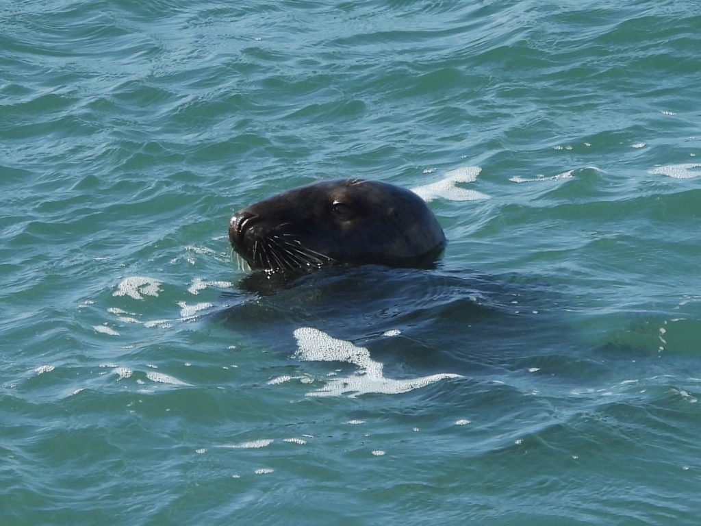 Experts baffled as "bloodthirsty" grey seals begin killing and eating dolphins off the British coast - a growing number of attacks reported in Devon, Wales and the Irish Sea.
