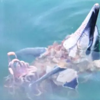 Experts baffled as "bloodthirsty" grey seals begin killing and eating dolphins off the British coast - a growing number of attacks reported in Devon, Wales and the Irish Sea.