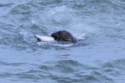 Experts baffled as "bloodthirsty" grey seals begin killing and eating dolphins off the British coast - a growing number of attacks reported in Devon, Wales and the Irish Sea.