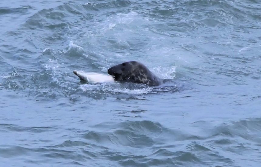 Experts baffled as "bloodthirsty" grey seals begin killing and eating dolphins off the British coast - a growing number of attacks reported in Devon, Wales and the Irish Sea.