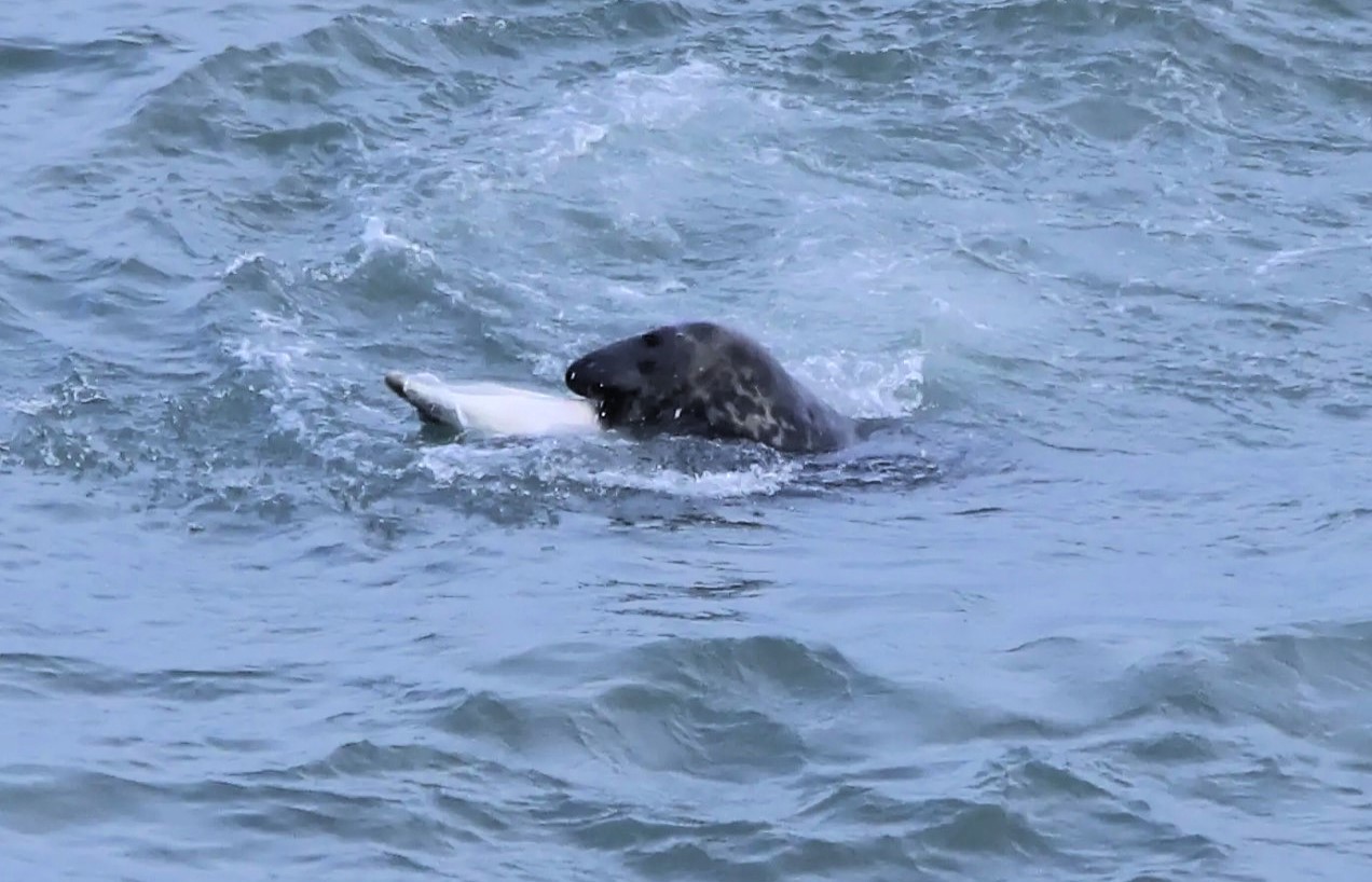 Experts baffled as "bloodthirsty" grey seals begin killing and eating dolphins off the British coast - a growing number of attacks reported in Devon, Wales and the Irish Sea.