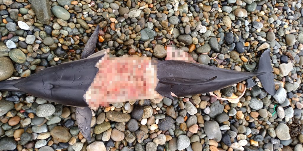 Experts baffled as "bloodthirsty" grey seals begin killing and eating dolphins off the British coast - a growing number of attacks reported in Devon, Wales and the Irish Sea.