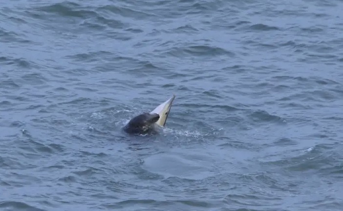 Experts baffled as "bloodthirsty" grey seals begin killing and eating dolphins off the British coast - a growing number of attacks reported in Devon, Wales and the Irish Sea.