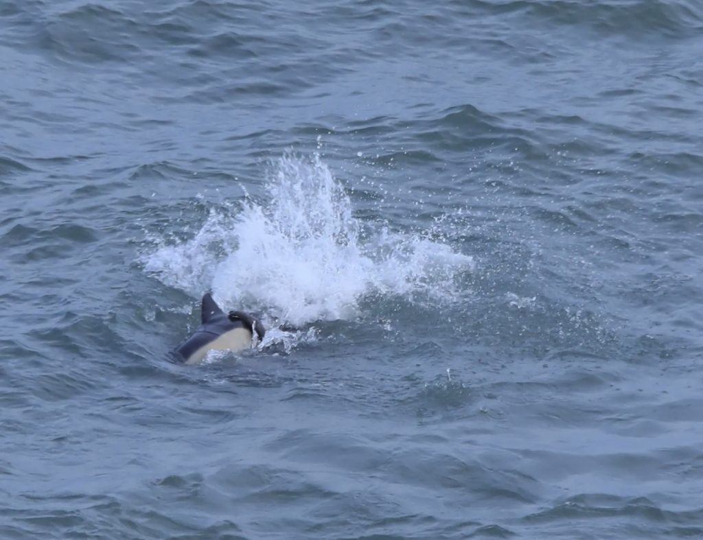 Experts baffled as "bloodthirsty" grey seals begin killing and eating dolphins off the British coast - a growing number of attacks reported in Devon, Wales and the Irish Sea.