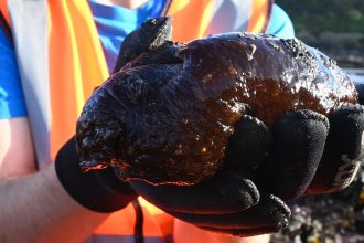 Alien-looking Mediterranean sea hare washes up on Plymouth beach. The toxic creature found by 5-year-old Charley is dangerous to dogs and rarely seen in UK waters.