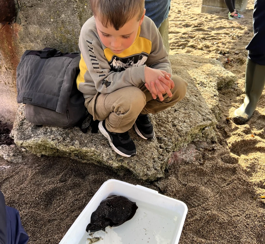 Alien-looking Mediterranean sea hare washes up on Plymouth beach. The toxic creature found by 5-year-old Charley is dangerous to dogs and rarely seen in UK waters.