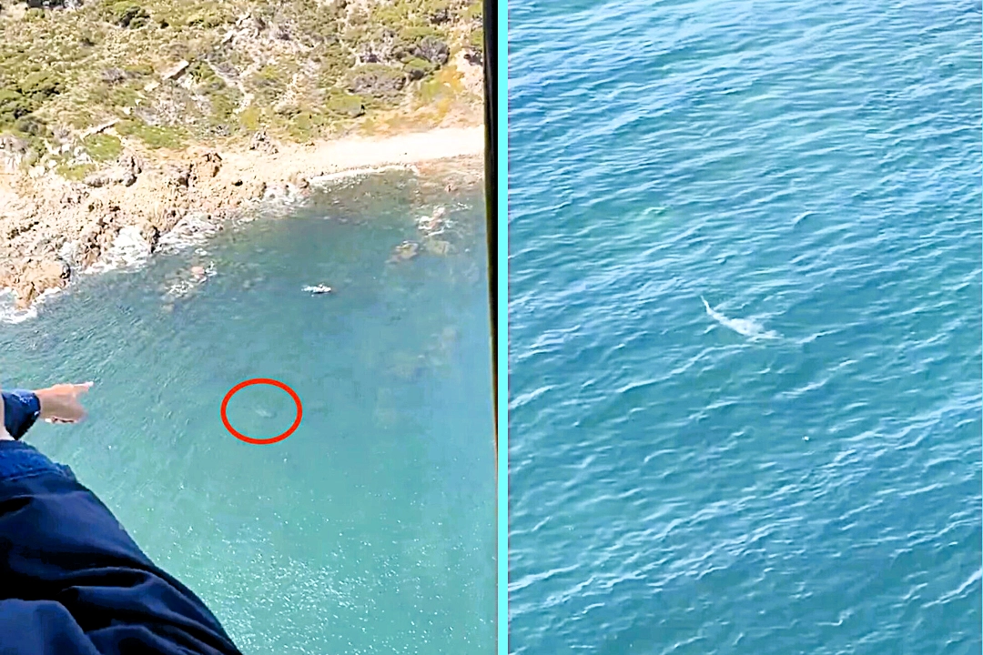 Enormous 14ft great white shark circles two unsuspecting divers just 10m off Western Australia coast. Helicopter crew spots predator and sounds alarm saving pair.