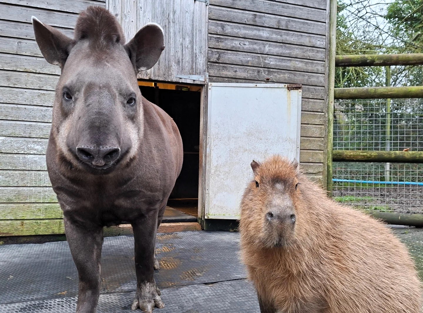 A zoo made the heartbreaking decision to put two inseparable animal friends to sleep on the same day - so neither would have to face life without the other.