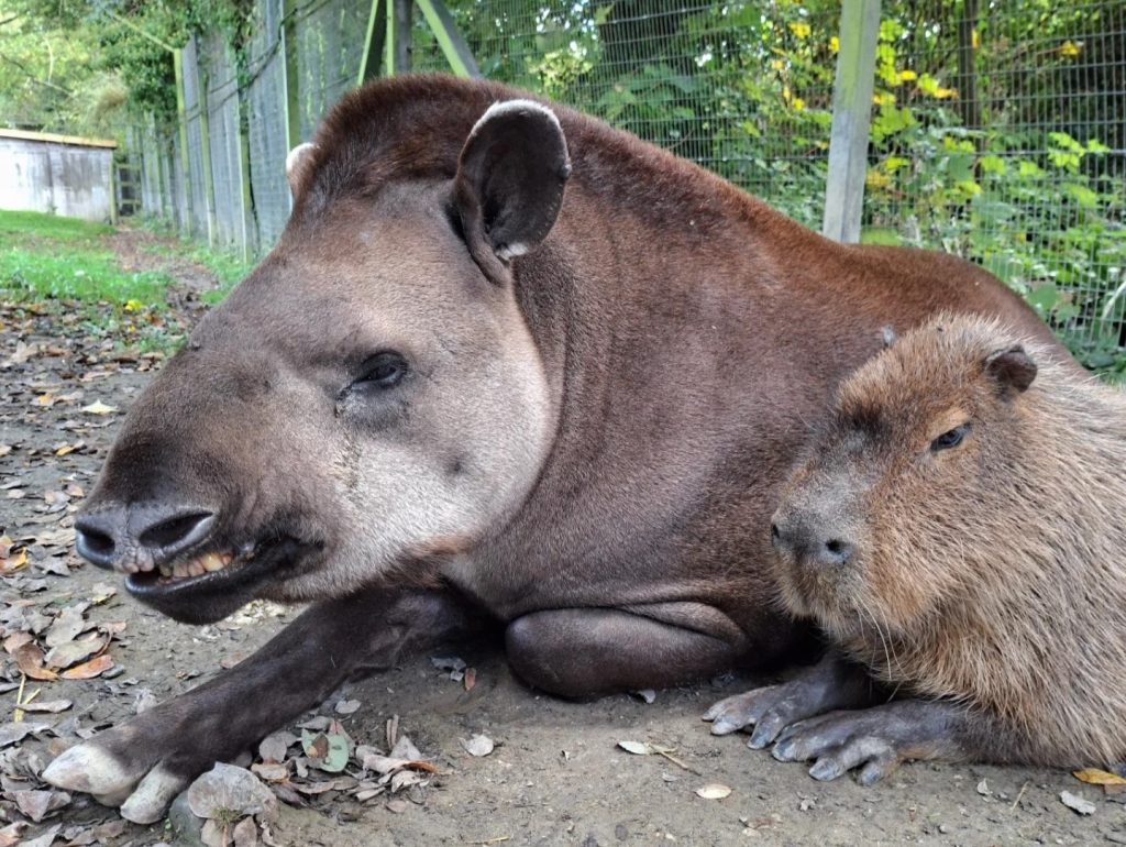 A zoo made the heartbreaking decision to put two inseparable animal friends to sleep on the same day - so neither would have to face life without the other.