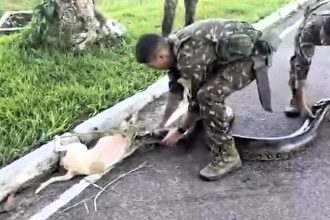 Brazilian soldiers rescue dog being crushed by 10ft anaconda in Amazon jungle barracks. Heroic troops uncoil massive snake to save pooch. Dog recovered successfully.