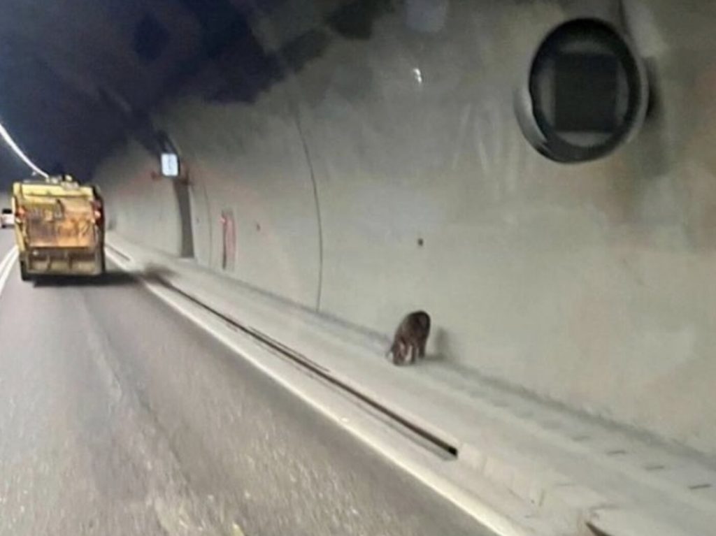 Live pigs tumble from speeding truck in Taiwan motorway tunnel as drivers swerve. Farmer Lin fined £210 for hiring unlicensed driver. Animals safe.