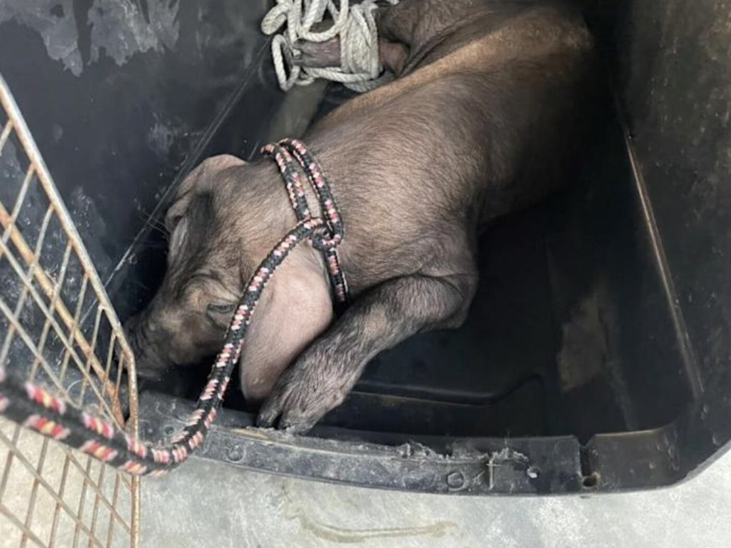Live pigs tumble from speeding truck in Taiwan motorway tunnel as drivers swerve. Farmer Lin fined £210 for hiring unlicensed driver. Animals safe.