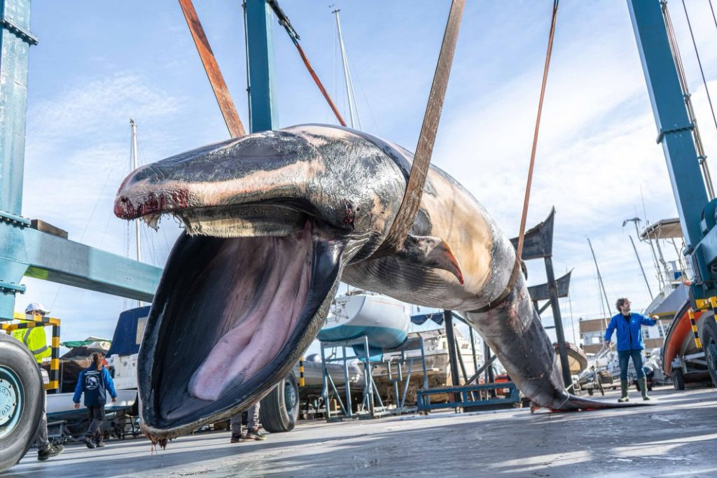 Giant 30ft whale washes up at Valencia marina popular with British tourists. Female fin whale weighing 6.5 tonnes hoisted out by crane. Death cause unknown.