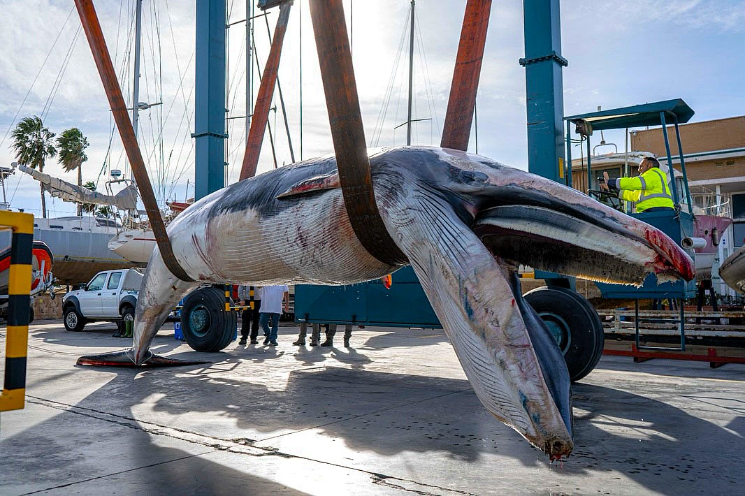Giant 30ft whale washes up at Valencia marina popular with British tourists. Female fin whale weighing 6.5 tonnes hoisted out by crane. Death cause unknown.