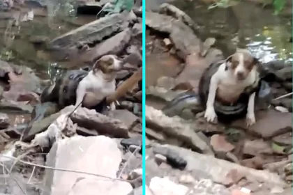 Pet dog Rabica narrowly escapes being crushed to death after massive 20ft anaconda coils around her body in Brazil. Locals pelt snake with stones to drive it off.