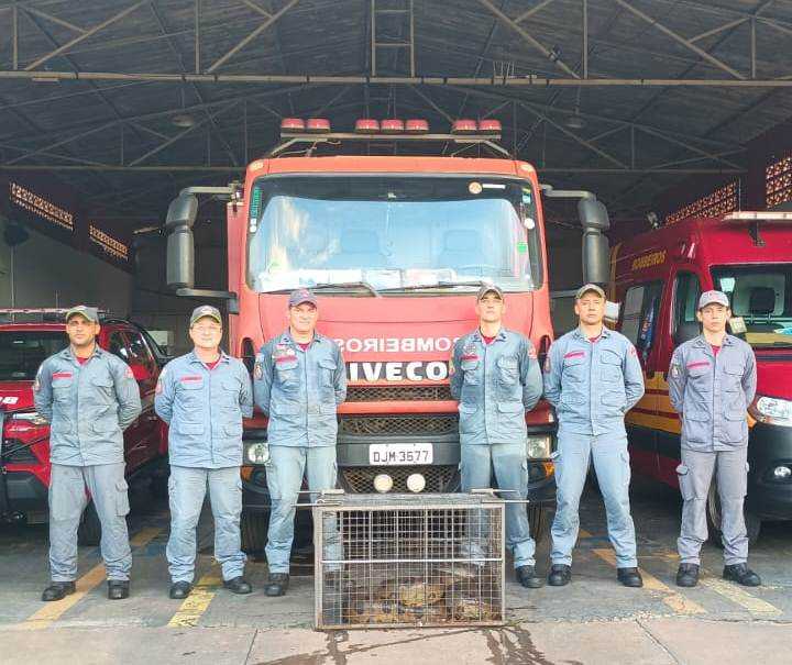 Pet dog Rabica narrowly escapes being crushed to death after massive 20ft anaconda coils around her body in Brazil. Locals pelt snake with stones to drive it off.